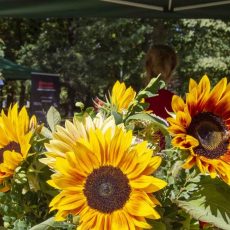 Sonnenblumenfest & Entenrennen (Unterhaltung / Freizeit | Zwickau) Sonnenblumenfest & Entenrennen (Unterhaltung / Freizeit | Zwickau)