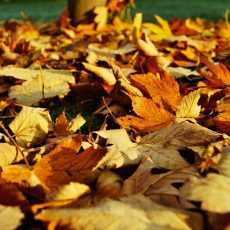 Happy Saturday: Waldbaden – Im Einklang mit sich und der Natur (Unterhaltung / Freizeit | Bad Harzburg) Happy Saturday: Waldbaden – Im Einklang mit sich und der Natur (Unterhaltung / Freizeit | Bad Harzburg)