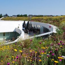 Biodiversität – ein Stück Natur auf den Dächern der Stadt (Seminar | Online) Biodiversität – ein Stück Natur auf den Dächern der Stadt (Seminar | Online)