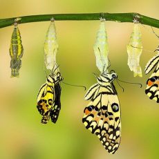 7 Prinzipien für erfolgreiche Transformationen (Webinar | Online)
