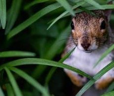 Privacy Conference 2024 (Konferenz | Online)