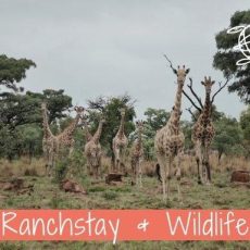 Online-Infoabend: Ranchstays und Wildlife (18+) (Webinar | Online)