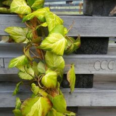 Großer Efeutag im Schlosspark Dennenlohe (Unterhaltung / Freizeit | Unterschwaningen)