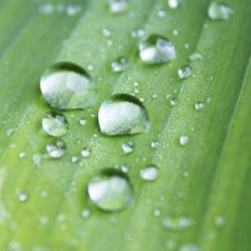 Lotusblüteneffekt (Seminar | Heidelberg)