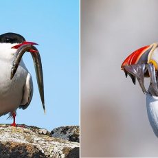 Neue Ausstellung im Elbmarschenhaus: Roland Büscher zeigt „Verzaubernde Begegnungen – Seeschwalbe tr (Ausstellung | Haseldorf)