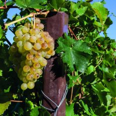 Risò, das internationale Reis-Festival und die feine Ess- und Weinkultur des Piemonte! (Konferenz | Berlin) Risò, das internationale Reis-Festival und die feine Ess- und Weinkultur des Piemonte! (Konferenz | Berlin)