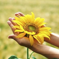 Resilienz: Stress bewältigen und innere Stärken aktivieren (Seminar | Freiburg im Breisgau)