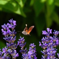 Weltbienentag im Schlosspark Dennenlohe (Unterhaltung / Freizeit | Unterschwaningen)