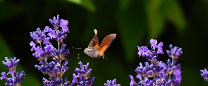Weltbienentag im Schlosspark Dennenlohe (Unterhaltung / Freizeit | Unterschwaningen)