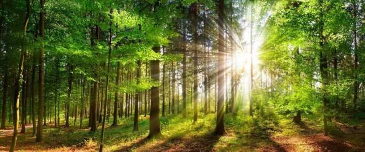 Natural Leading: Führung erleben (Seminar | Ramsen)