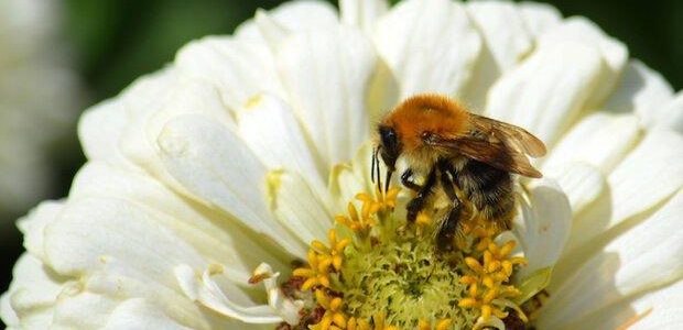 NEU „Die Welt der Bienen“ – Naturkundliche Führung (Unterhaltung / Freizeit | Bad Bevensen)