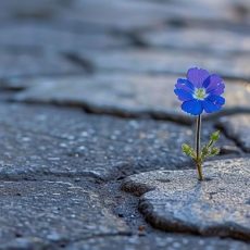 Datenresilienz im digitalen Zeitalter – FAST LTA und SEP’s ganzheiticher Ansatz. (Webinar | Online)