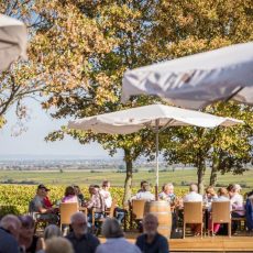 Livemusik im Weinland Königsbach mit THE FROCS (Unterhaltung / Freizeit | Neustadt an der Weinstraße)