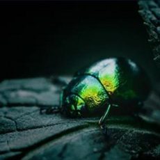 Webcast | Incident Response (Webinar | Online)