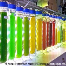 D‑A‑CH Algen Summit 2026 (Kongress | Garching bei München) D‑A‑CH Algen Summit 2026 (Kongress | Garching bei München)