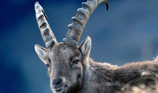 Steinbock Safari (Unterhaltung / Freizeit | Kriens)