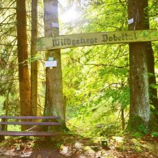 Große „Wildtiertour“ rund um Bad Herrenalb (Unterhaltung / Freizeit | Bad Herrenalb)