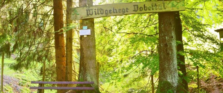 Große „Wildtiertour“ rund um Bad Herrenalb (Unterhaltung / Freizeit | Bad Herrenalb)