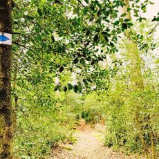 „Historische Runde“ rund um Dobel (Unterhaltung / Freizeit | Dobel)