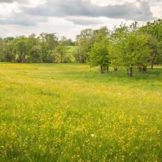 Neuntes Bergmähwiesen-Fest am 31. Mai in Michelbach (Unterhaltung / Freizeit | Schotten)