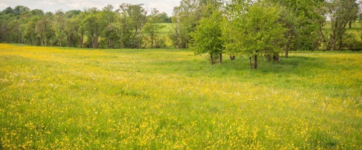 Neuntes Bergmähwiesen-Fest am 31. Mai in Michelbach (Unterhaltung / Freizeit | Schotten) Neuntes Bergmähwiesen-Fest am 31. Mai in Michelbach (Unterhaltung / Freizeit | Schotten)