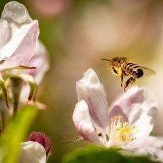 Seelische Gesundheit durch Gartengrün… (Vortrag | Unterschwaningen) Seelische Gesundheit durch Gartengrün… (Vortrag | Unterschwaningen)