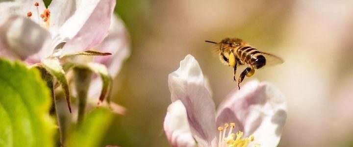 Seelische Gesundheit durch Gartengrün… (Vortrag | Unterschwaningen) Seelische Gesundheit durch Gartengrün… (Vortrag | Unterschwaningen)